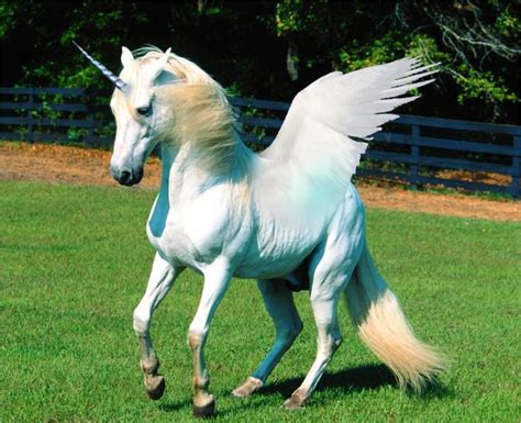 Magical rasher unicorn